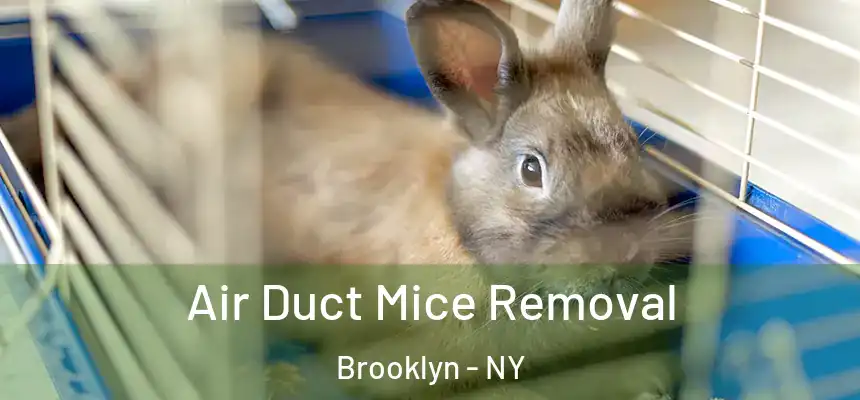  Air Duct Mice Removal Brooklyn - NY