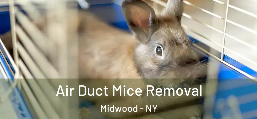 Air Duct Mice Removal Midwood - NY