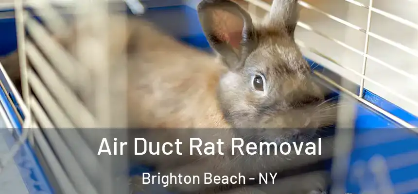  Air Duct Rat Removal Brighton Beach - NY