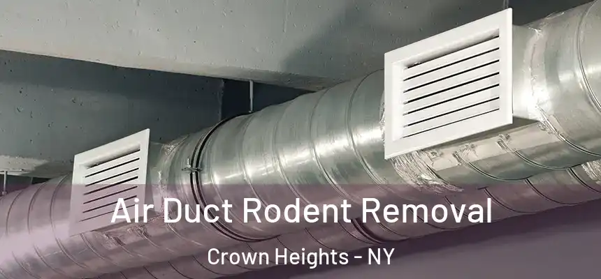 Air Duct Rodent Removal Crown Heights - NY