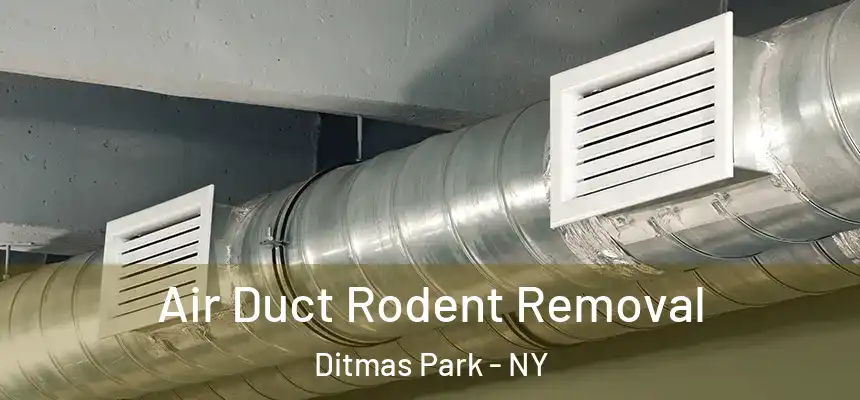 Air Duct Rodent Removal Ditmas Park - NY