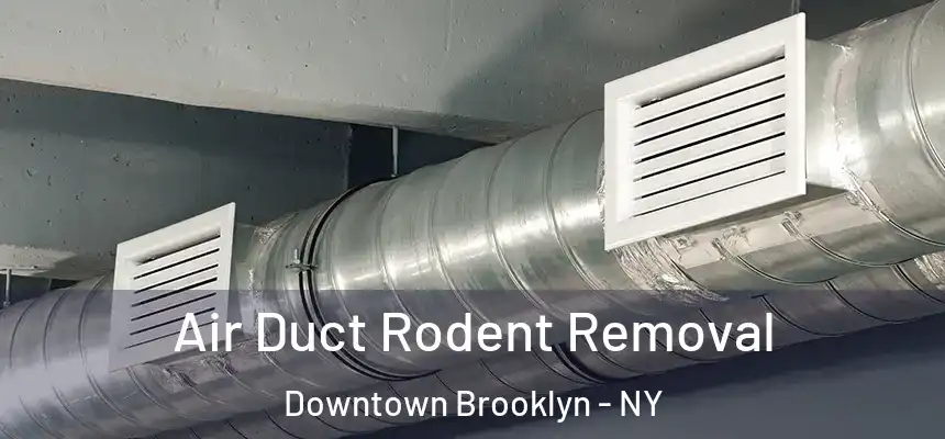  Air Duct Rodent Removal Downtown Brooklyn - NY