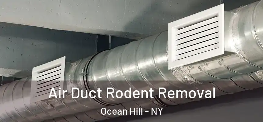 Air Duct Rodent Removal Ocean Hill - NY