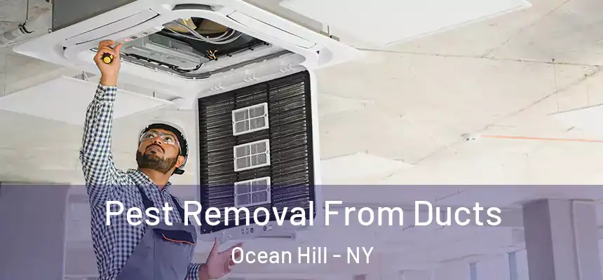  Pest Removal From Ducts Ocean Hill - NY
