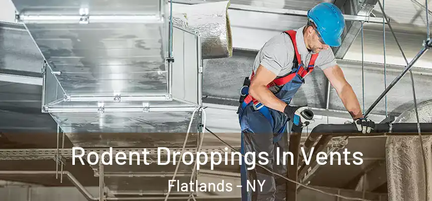  Rodent Droppings In Vents Flatlands - NY